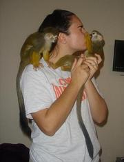 well tarmed capuchin monkeys for new homes